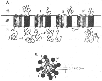 ��ѹ�ſ�Na+ͨ���ķ��ӽṹʾ��ͼ