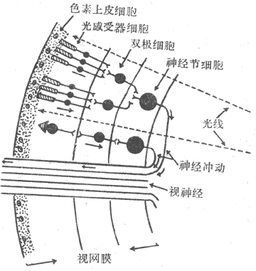 ����Ĥ����Ҫϸ����μ�����ϵģʽͼ