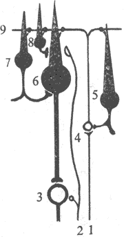 С���ھֲ���Ԫ��·ʾ��ͼ