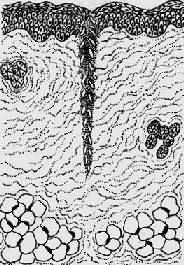 ��Ƥ������������ѿ��֯���˿�Ե����