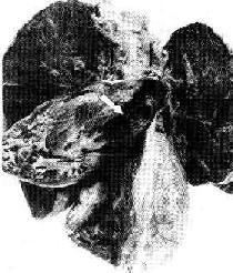 �ζ���Ѫ˨˨������ͷʾ��