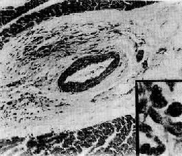 ��ʪ���ļ���