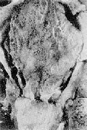 ��ʪ������Ĥ��