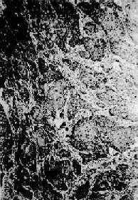 ʳ����״ϸ��<a href=