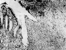 ���Ե�������β��