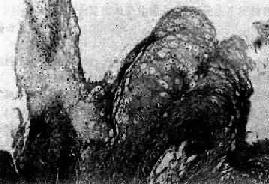 ��������ʪ<a href=