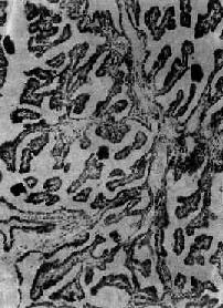 ��״����ͷ״��<a href=