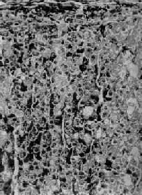 ������Ƥ����������